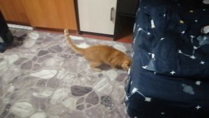 Рыжик впал в детство 😁😁😁