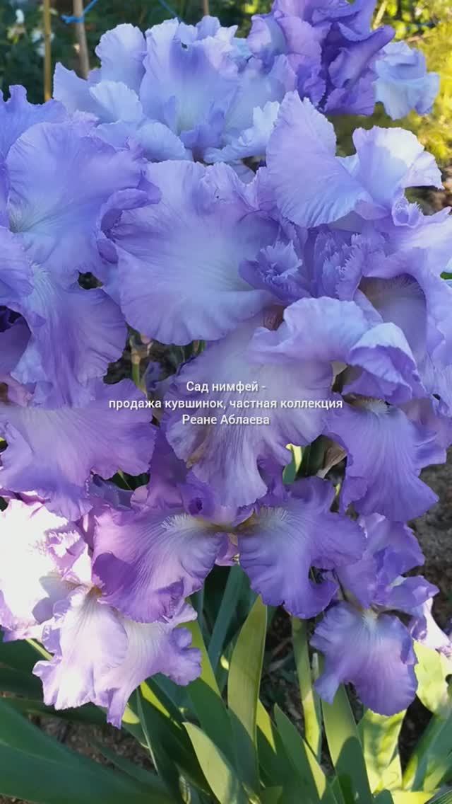 Ирис шестифолый SIX PACK (G.Slade, 1983)