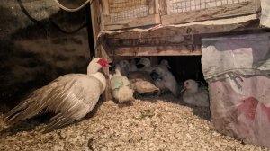 Обзор сарая с утками