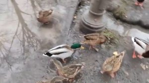 Автомат с кормом для уток в Великом Новгороде