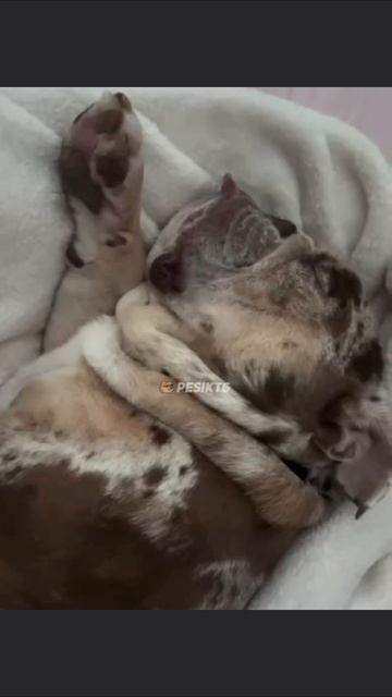 Самый лучший храп😂  Приколы🤣