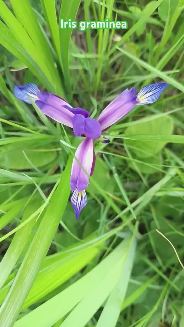 Ирис злаковидный (Iris graminea)