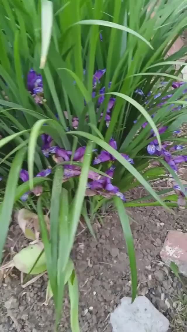 ирис злаковидный Граминея