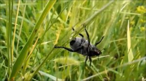 Хлебный жук