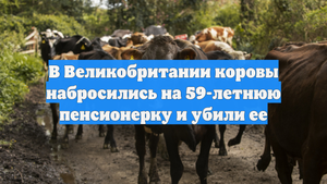 В Великобритании коровы набросились на 59-летнюю пенсионерку и убили ее