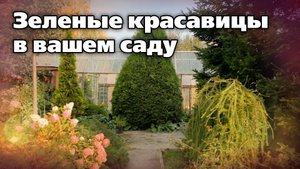 Какую тую выбрать для сада. Рекомендации специалиста