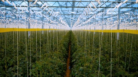 Журналист телеканала «СвоёТВ» принял участие во втором этапе конкурса «Селом сильна Россия»