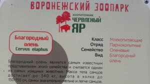 Благородный олень . Червленый яр. Зоопарк