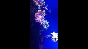 21 марта 2024 г  Океанариум изнутри   Обзор океанариума ТЦ Крокус   Вегас в Москве  метро