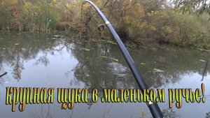 Сколько же в этом ручье щуки? Отличный клёв на живца, на поплавочную удочку, в октябре! #рыбалка