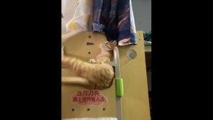 Кот не доволен