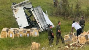 В США при транспортировке сбежали опасные лабораторные обезьяны