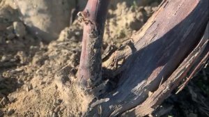 Спящая почка винограда Секретное оружие виноградаря