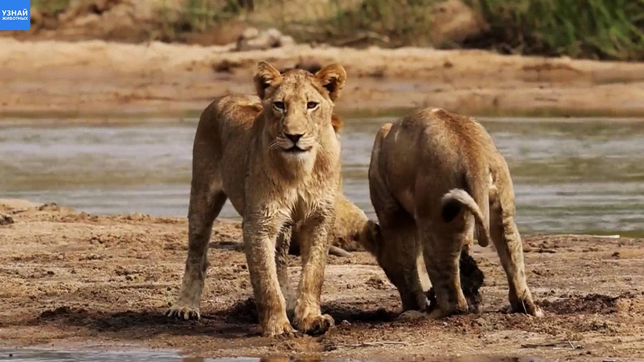 Молодые львы резвятся у речки, словно домашние кошки