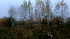 Сезон охоты на вальдшнепа 2025 с Бретонским эпаньолем