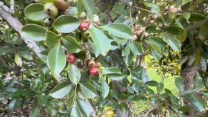 Олег Зубков показывает свою виллу, где он будет строить отель с банановыми и апельсиновыми рощам