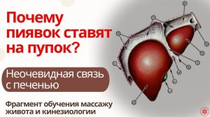 Почему пиявок ставят на пупок? Неочевидная связь с печенью. Фрагмент обучения