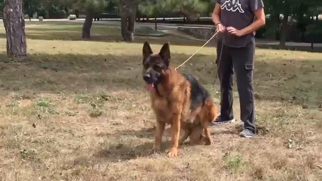 RUBENS Lie Anne Lur, 4 года 2 месяца. (FARIN Framato Rolau — JANEY Framato Rolau)