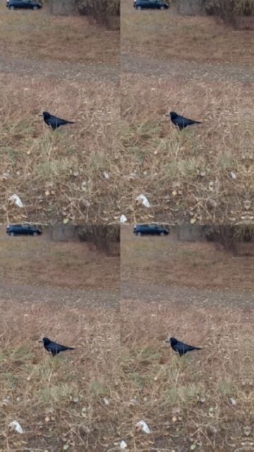 Гордо ходим осенью 👍😃😁#птицы смотреть онлайн