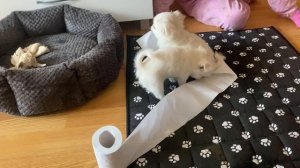 VLOG: НАШ ПИТОМНИК ЧИХУАХУА!