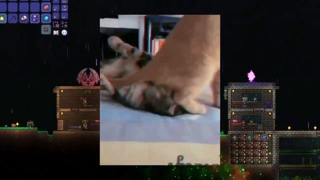 МОЛВИН ТЕРРАРИЯ КАЛАМИТИ ИНФЕРНУМ 3