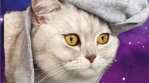 Влог Бенгальские огни