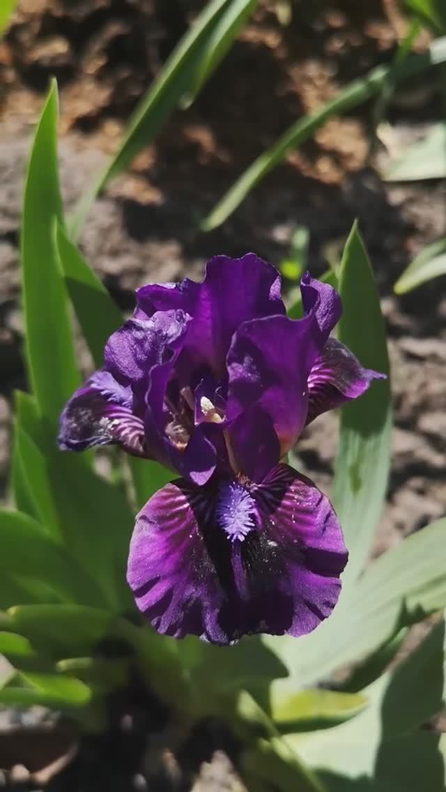 ирис карликовый (SDB) 'Replicator' (Tasco, 2006)