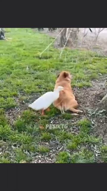 Смешное видео Тяпнул за зад🤣