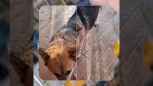 1000038517.mp4 (Собака смотрит на монтаж электропроводки (распайку р/коробок) в доме А-фрейм)