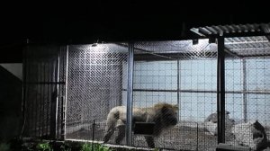 Бизнес на страданиях животных: нелегальный зоопарк обнаружили в Дагестане