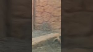 Зоопарк в Ставрополь!.mp4