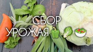 СБОР УРОЖАЯ 🫑🥬🥗 Октябрь 2025 года