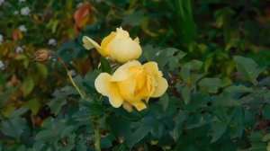 28=10=2025  ПВН  (97)