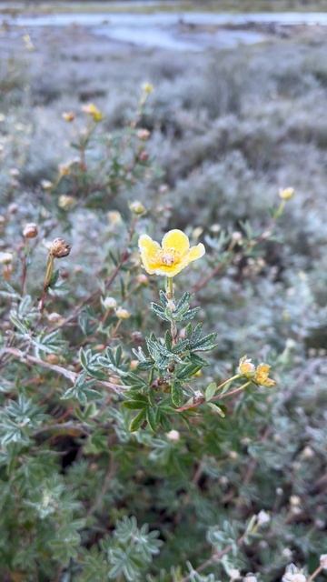 Утро на Маашей смотреть онлайн