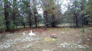 Сбор рыжих груздей