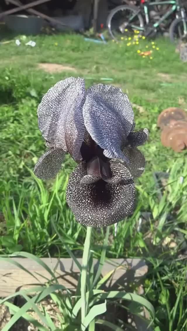 ирис Кирквуда