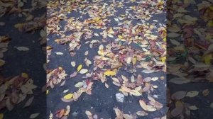 Спешат берёзы © Copyright: Бронислав Сычёв, 2025
Свидетельство о публикации №125092602462