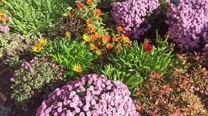 Немного Октябрьской красоты. Чем занималась сегодня в цветниках.