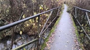 Прогулка по тропинке в лесу. Разбираемся, как можно собирать валежник и упавшие деревья в лесу.