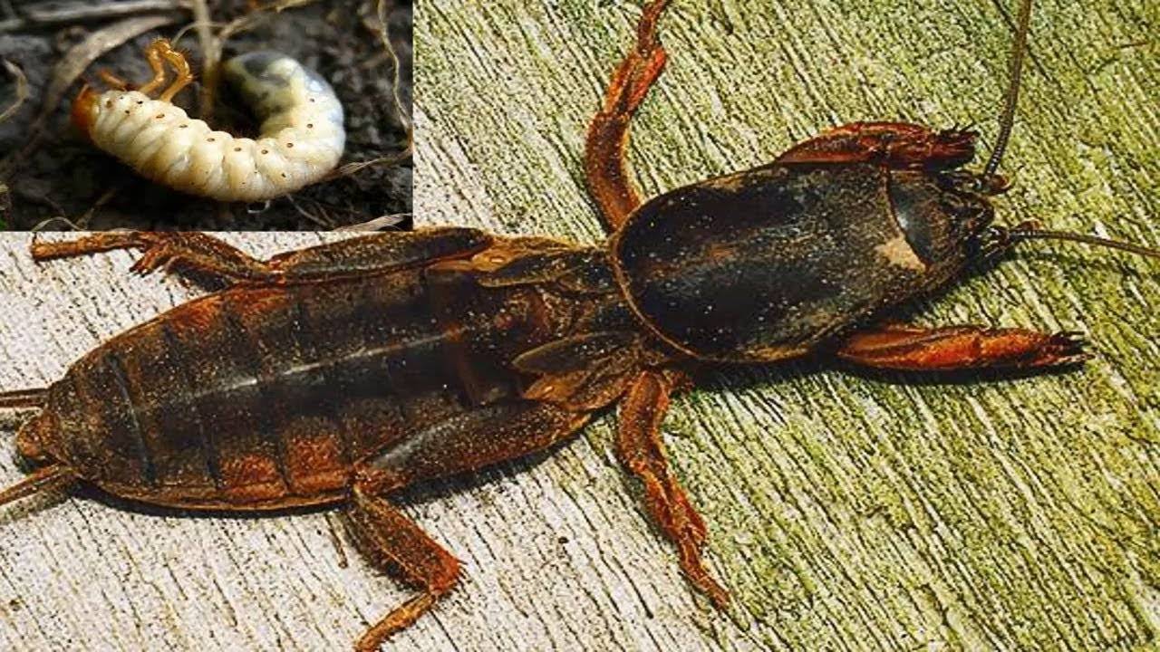 Простой способ уничтожить медведку на своем участке смотреть онлайн