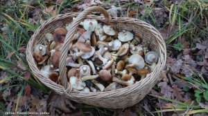 Осенний опёнок горчичный и много других попутных грибов