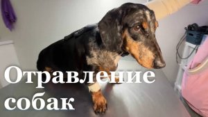 В ЛНР активизировались догхантеры