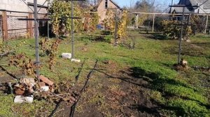 Опушение почек в октябре. Кормление винограда поздней осенью.