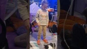 Вариант, чтобы не заводить дома кошку.