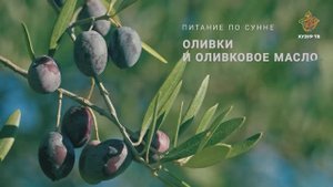Оливки и оливковое масло  | Питание по сунне