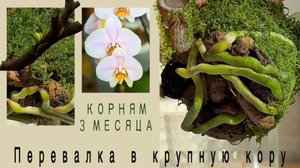 ТАКАЯ посадка- удовольствие для орхидеи! Phal. Lark Song шикарные корни.