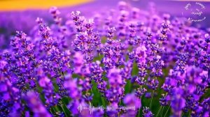 THE MOST FAMOUS FRENCH SONGS