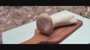 Самр 40 Кемпинг у ручья. Рис с грибочком.