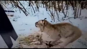 Лесник освободил рысь из капкана