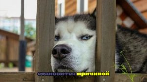 Маламута, погубившего младенца в Подмосковье, планируют усыпить